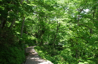 羽衣の滝-遊歩道.JPG