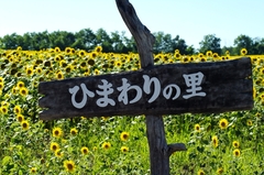 北竜町「ひまわりの里」.jpg