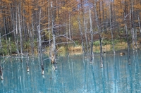 青い池-3.JPG