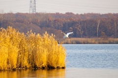 ウトナイ湖白鳥.jpeg