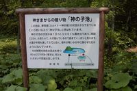 神の子池、説明看板